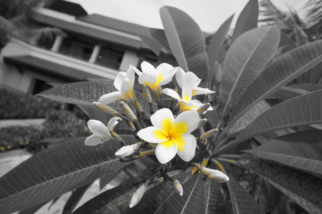 Plumeria