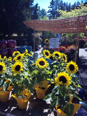 To the Sun