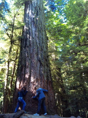 300 year old