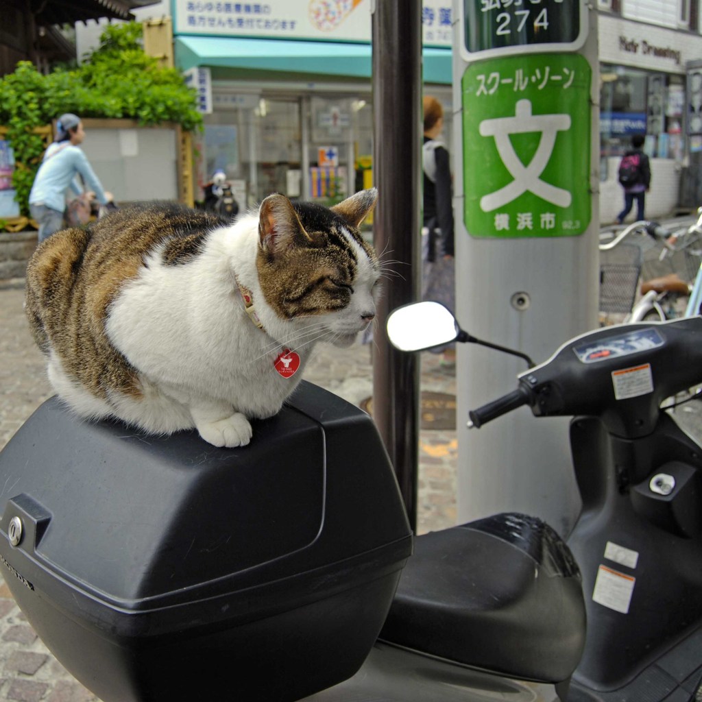 猫バイク