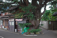 ヒマラヤ杉の木