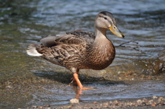 大沼公園にて