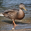 大沼公園にて
