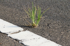 くさ　草　くさ