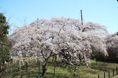 般若院の枝垂れ桜(12)