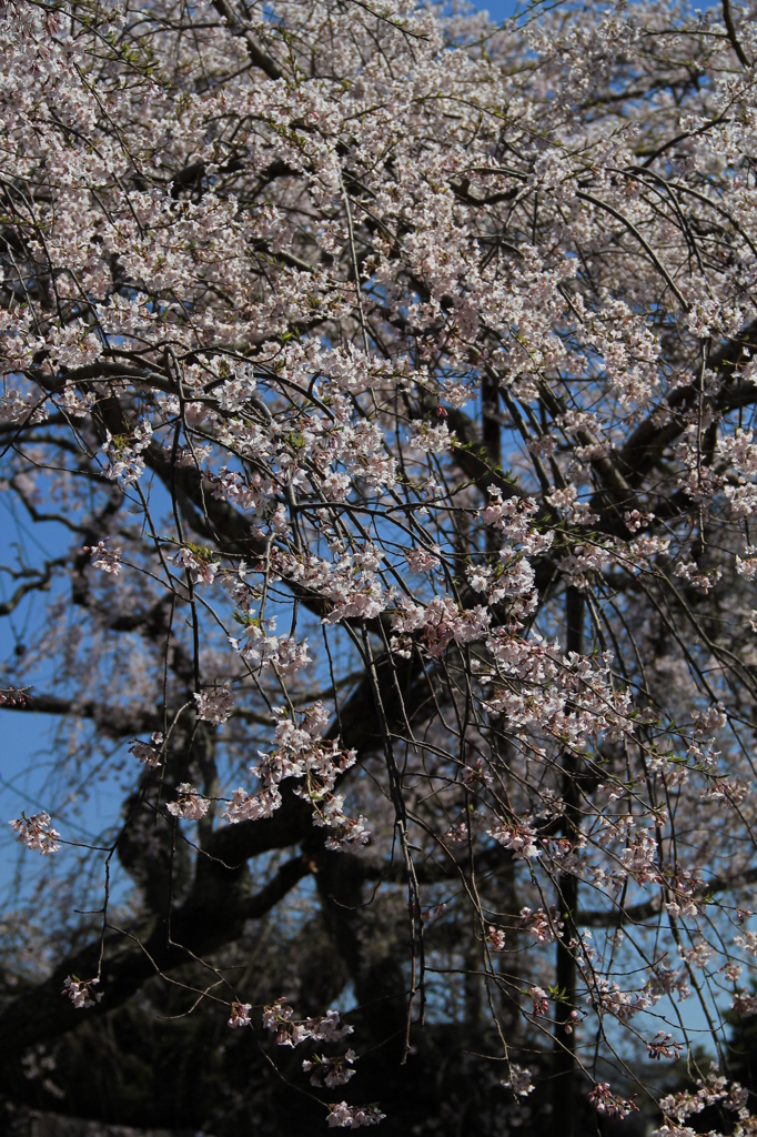般若院枝垂れ桜 (4)