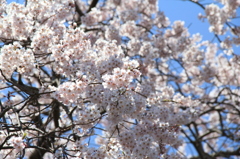 般若院の枝垂れ桜(11)