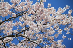 般若院の枝垂れ桜(9)