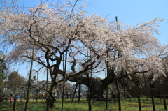 般若院枝垂れ桜(2)
