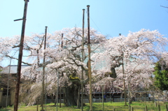 般若院枝垂れ桜 (6)
