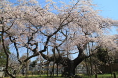 般若院枝垂れ桜(1)