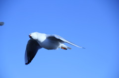 牛久沼のユリカモメ（4）