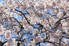 般若院の枝垂れ桜(10)