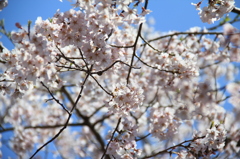 般若院枝垂れ桜(3)