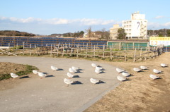 牛久沼のユリカモメ（1）