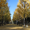 13_11 (9)