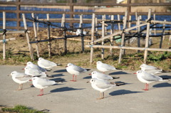 牛久沼のユリカモメ（2）