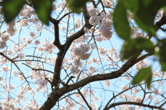般若院枝垂れ桜(5)