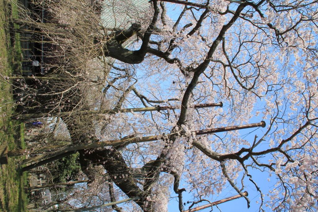 般若院の枝垂れ桜 (7)