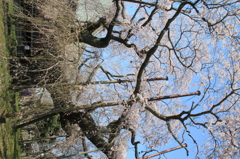 般若院の枝垂れ桜 (7)