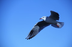 牛久沼のユリカモメ（3）