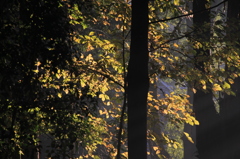 13_11 (2)