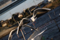 牛久沼のユリカモメ（5）