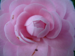 桜じゃないのよ