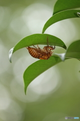 蝉時雨の中でいて