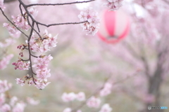 桜祭り