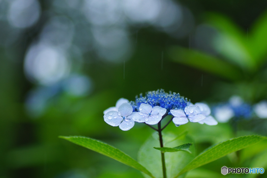 雨雨ふれふれ