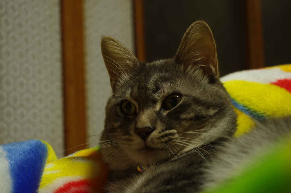 (`・ω・)キリッ