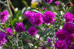 花１