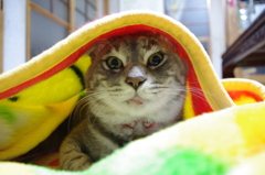 何にゃ！？