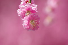 麗