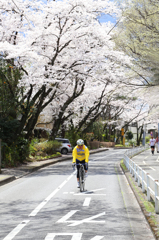 桜道