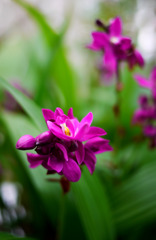 神代植物園　紫の花