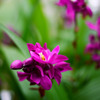 神代植物園　紫の花
