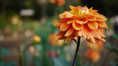 神代植物園　オレンジ色の花