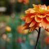 神代植物園　オレンジ色の花