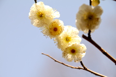 梅の花
