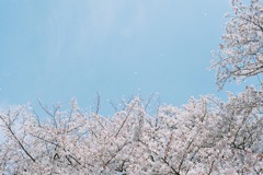 舞う