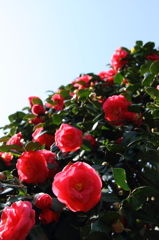 紅椿