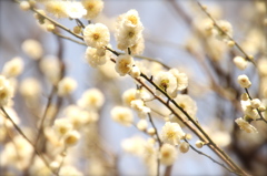 梅の花