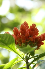 何の花？