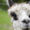 アルパカ