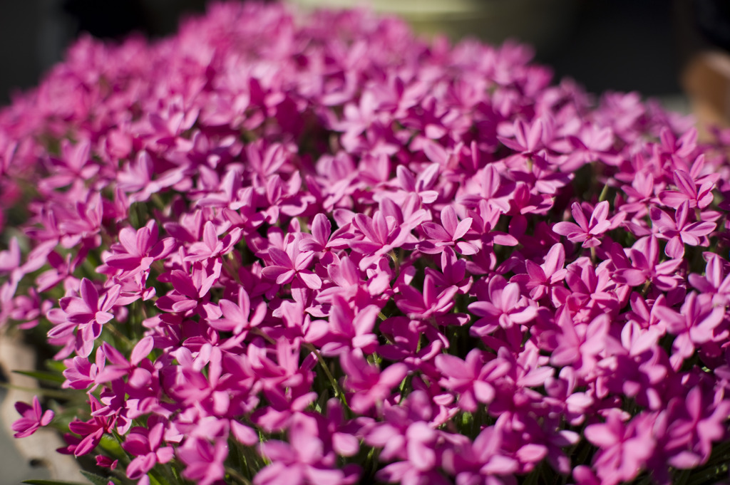 実家の前の芝桜