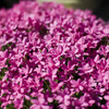 実家の前の芝桜