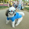 Nice dog!!