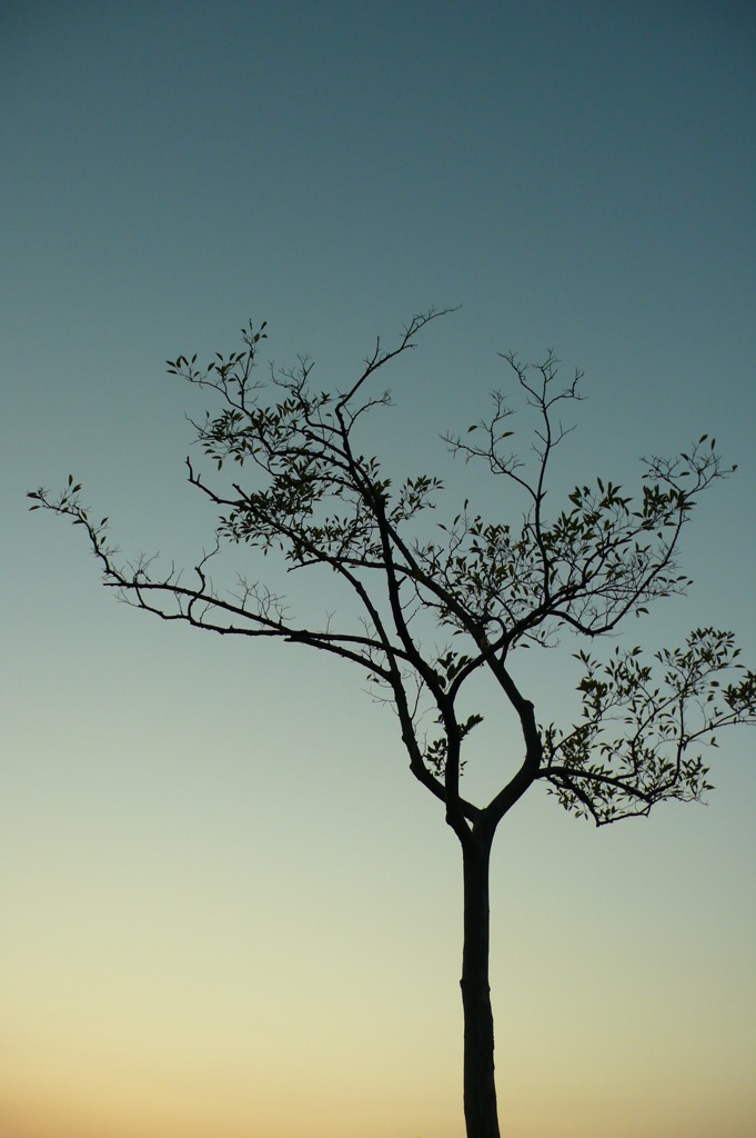 Gradation tree